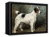 A Portrait of Nettle, a Terrier-John Emms-Framed Stretched Canvas