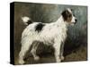 A Portrait of Nettle, a Terrier-John Emms-Stretched Canvas