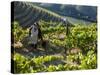 A Portuguese Woman Picks Grapes During the September Wine Harvest in Douro Valley, Portugal-Camilla Watson-Stretched Canvas