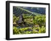 A Portuguese Woman Picks Grapes During the September Wine Harvest in Douro Valley, Portugal-Camilla Watson-Framed Premium Photographic Print