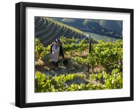 A Portuguese Woman Picks Grapes During the September Wine Harvest in Douro Valley, Portugal-Camilla Watson-Framed Photographic Print