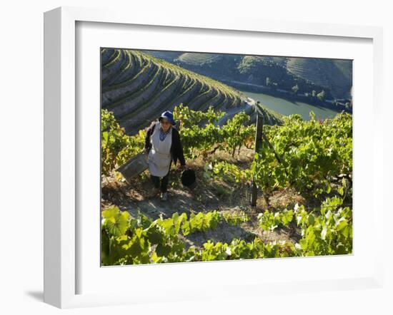 A Portuguese Woman Picks Grapes During the September Wine Harvest in Douro Valley, Portugal-Camilla Watson-Framed Photographic Print