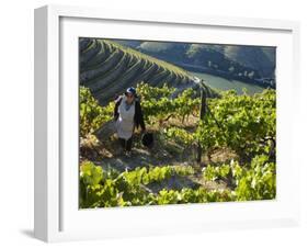 A Portuguese Woman Picks Grapes During the September Wine Harvest in Douro Valley, Portugal-Camilla Watson-Framed Photographic Print