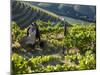 A Portuguese Woman Picks Grapes During the September Wine Harvest in Douro Valley, Portugal-Camilla Watson-Mounted Photographic Print