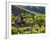 A Portuguese Woman Picks Grapes During the September Wine Harvest in Douro Valley, Portugal-Camilla Watson-Framed Photographic Print