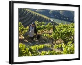 A Portuguese Woman Picks Grapes During the September Wine Harvest in Douro Valley, Portugal-Camilla Watson-Framed Photographic Print