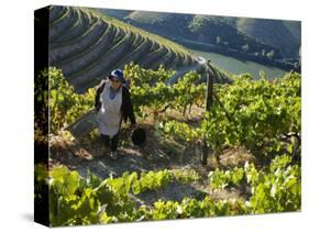 A Portuguese Woman Picks Grapes During the September Wine Harvest in Douro Valley, Portugal-Camilla Watson-Stretched Canvas