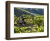 A Portuguese Woman Picks Grapes During the September Wine Harvest in Douro Valley, Portugal-Camilla Watson-Framed Photographic Print