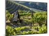 A Portuguese Woman Picks Grapes During the September Wine Harvest in Douro Valley, Portugal-Camilla Watson-Mounted Photographic Print