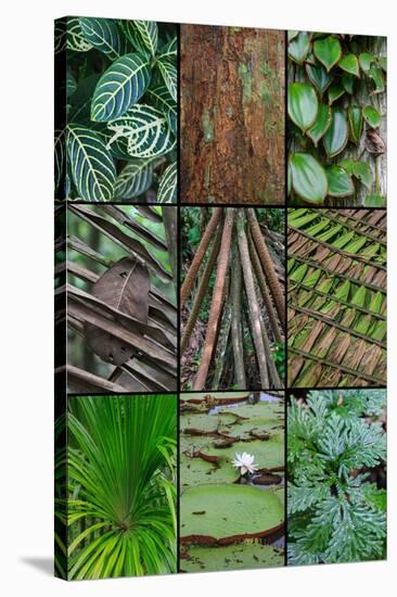 A poster featuring plants found in the Jungles of the Peruvian Rainforest-Mallorie Ostrowitz-Stretched Canvas