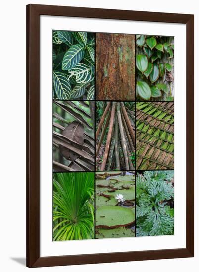 A poster featuring plants found in the Jungles of the Peruvian Rainforest-Mallorie Ostrowitz-Framed Premium Photographic Print