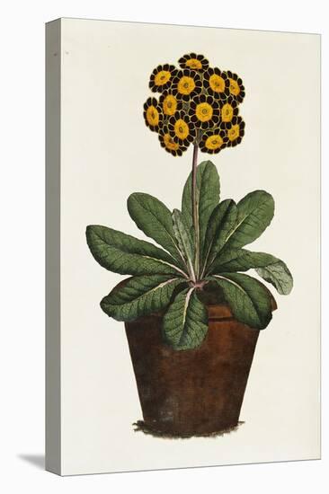 A Pot of Auricula French Print-null-Stretched Canvas