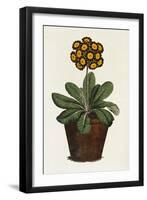 A Pot of Auricula French Print-null-Framed Giclee Print