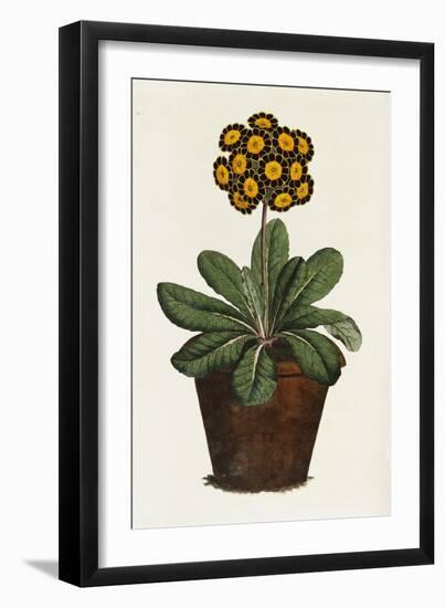 A Pot of Auricula French Print-null-Framed Giclee Print