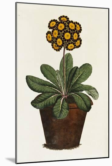 A Pot of Auricula French Print-null-Mounted Giclee Print