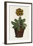 A Pot of Auricula French Print-null-Framed Giclee Print