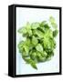 A Pot of Basil-Marc O^ Finley-Framed Stretched Canvas