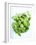 A Pot of Basil-Marc O^ Finley-Framed Photographic Print