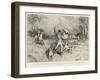 A Poultry Yard Prowler Dug Out from His Lair and Bagged after a Hard Chase-Robert Walker Macbeth-Framed Giclee Print