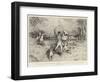 A Poultry Yard Prowler Dug Out from His Lair and Bagged after a Hard Chase-Robert Walker Macbeth-Framed Giclee Print