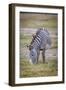 A pregnant Grevy's zebra mare.-Larry Richardson-Framed Photographic Print