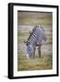 A pregnant Grevy's zebra mare.-Larry Richardson-Framed Photographic Print