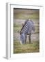 A pregnant Grevy's zebra mare.-Larry Richardson-Framed Photographic Print