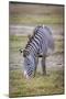 A pregnant Grevy's zebra mare.-Larry Richardson-Mounted Photographic Print