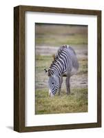 A pregnant Grevy's zebra mare.-Larry Richardson-Framed Photographic Print