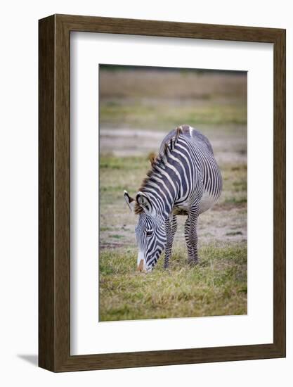 A pregnant Grevy's zebra mare.-Larry Richardson-Framed Photographic Print