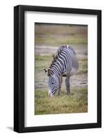 A pregnant Grevy's zebra mare.-Larry Richardson-Framed Photographic Print