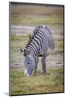 A pregnant Grevy's zebra mare.-Larry Richardson-Mounted Photographic Print