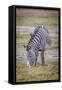 A pregnant Grevy's zebra mare.-Larry Richardson-Framed Stretched Canvas