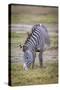 A pregnant Grevy's zebra mare.-Larry Richardson-Stretched Canvas