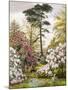 A Pretty Woodland Garden-Marian Emma Chase-Mounted Giclee Print