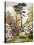 A Pretty Woodland Garden-Marian Emma Chase-Stretched Canvas