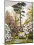 A Pretty Woodland Garden-Marian Emma Chase-Mounted Giclee Print