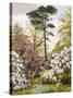 A Pretty Woodland Garden-Marian Emma Chase-Stretched Canvas