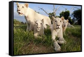 A Pride of Five Sub Adult White Lions Sit Int the Grass Against a Blue Sky in South Africa-Karine Aigner-Framed Stretched Canvas