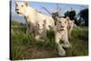 A Pride of Five Sub Adult White Lions Sit Int the Grass Against a Blue Sky in South Africa-Karine Aigner-Stretched Canvas