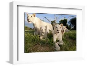 A Pride of Five Sub Adult White Lions Sit Int the Grass Against a Blue Sky in South Africa-Karine Aigner-Framed Photographic Print