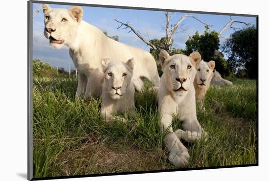 A Pride of Five Sub Adult White Lions Sit Int the Grass Against a Blue Sky in South Africa-Karine Aigner-Mounted Photographic Print