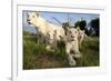 A Pride of Five Sub Adult White Lions Sit Int the Grass Against a Blue Sky in South Africa-Karine Aigner-Framed Photographic Print