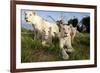 A Pride of Five Sub Adult White Lions Sit Int the Grass Against a Blue Sky in South Africa-Karine Aigner-Framed Photographic Print