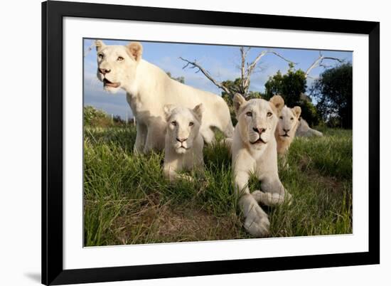 A Pride of Five Sub Adult White Lions Sit Int the Grass Against a Blue Sky in South Africa-Karine Aigner-Framed Photographic Print