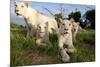 A Pride of Five Sub Adult White Lions Sit Int the Grass Against a Blue Sky in South Africa-Karine Aigner-Mounted Photographic Print