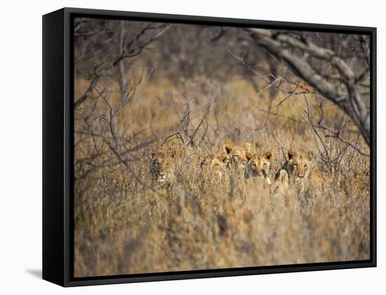 A Pride of Lionesses, Panthera Leo, Resting in Tall Grass under Trees at Sunrise-Alex Saberi-Framed Stretched Canvas