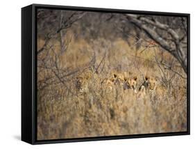 A Pride of Lionesses, Panthera Leo, Resting in Tall Grass under Trees at Sunrise-Alex Saberi-Framed Stretched Canvas