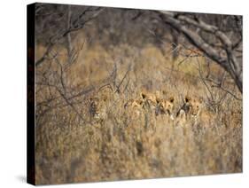 A Pride of Lionesses, Panthera Leo, Resting in Tall Grass under Trees at Sunrise-Alex Saberi-Stretched Canvas