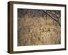 A Pride of Lionesses, Panthera Leo, Resting in Tall Grass under Trees at Sunrise-Alex Saberi-Framed Photographic Print